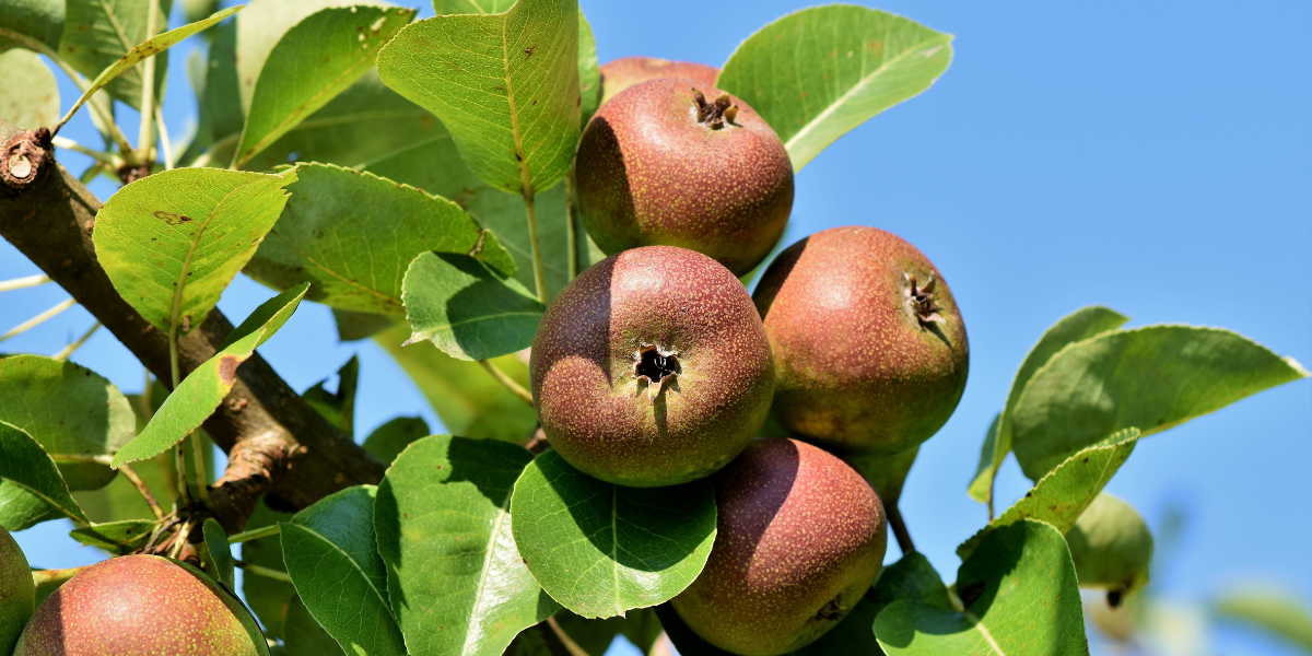 Apples Growing